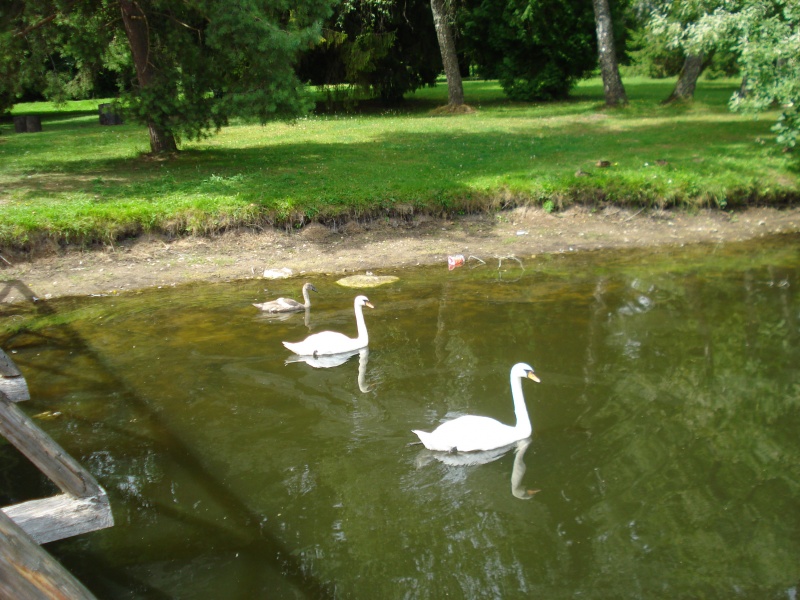 Vaizdas:Plaukė sau gulbių pulkelis... 703.jpg