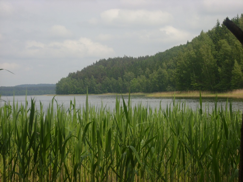 Vaizdas:Vasaros žaluma 689.jpg