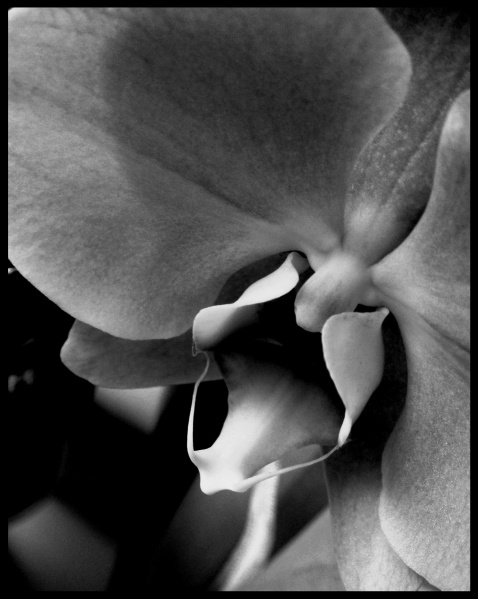 Vaizdas:Orchideja 605.jpg