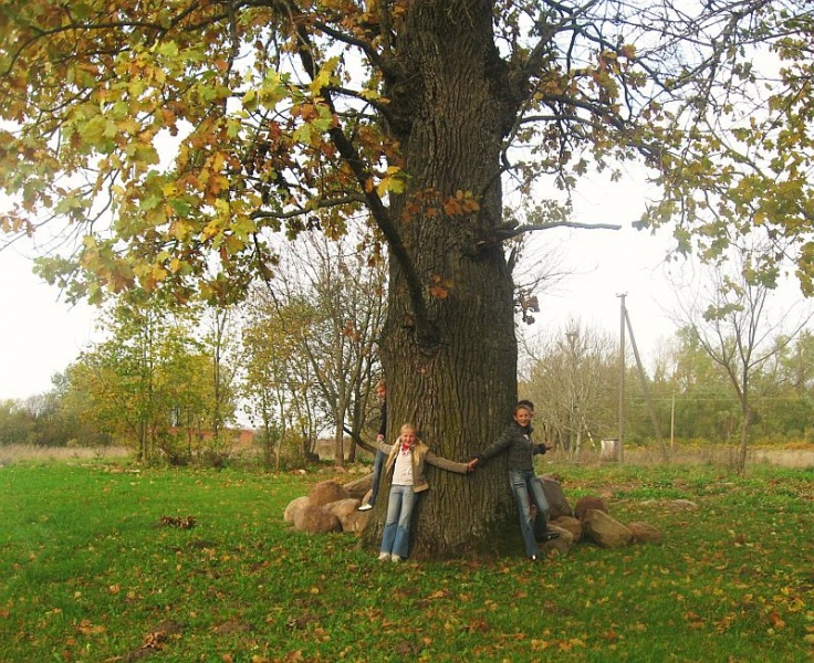 Vaizdas:Drūtas Žemaitijos ąžuolas 565.jpg