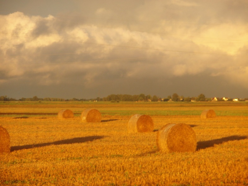 Vaizdas:Rudieninių laukų grožis 241.jpg