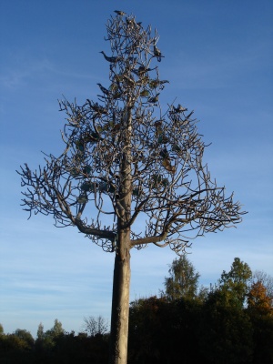 Baltų pasaulio medis. 2005 m.
