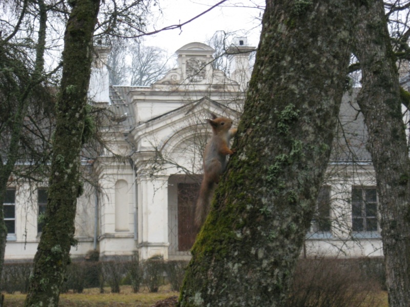 Vaizdas:Dvaro parko voverė 683.jpg