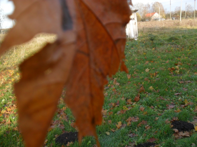 Vaizdas:Rudens užuolaida 105.jpg