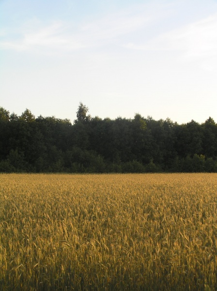 Vaizdas:Laukas, pieva, miškas... 15.jpg