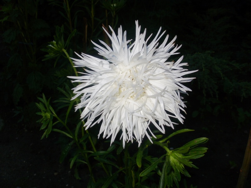 Vaizdas:Baltoji astra 135.jpg