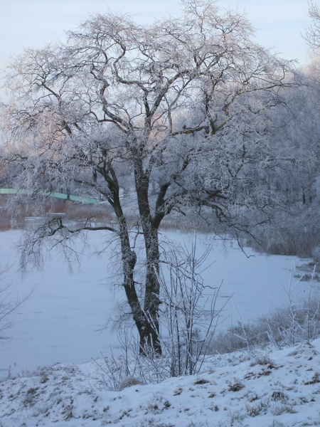 Vaizdas:Malėtų medis 643.jpg