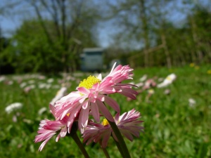 Gėlių pieva