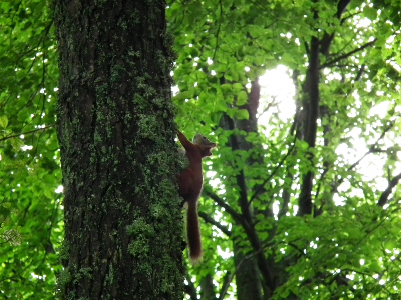Vaizdas:Miško gyventoja 881.jpg
