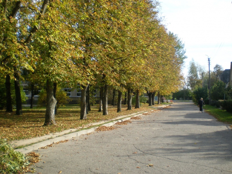 Vaizdas:Gelsvėjantys kaštonai 278.jpg