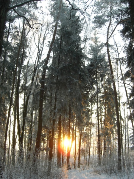 Vaizdas:Šalta, Kuršėnų pušyne 922.jpg