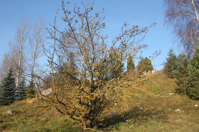 Vaizdas:Medis 212.jpg