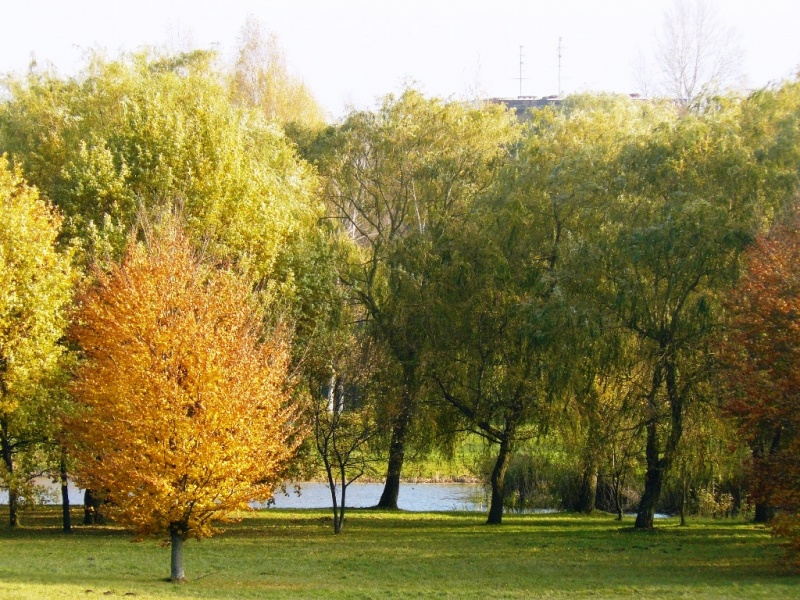 Vaizdas:Ruduo prie Šešupės 629.jpg