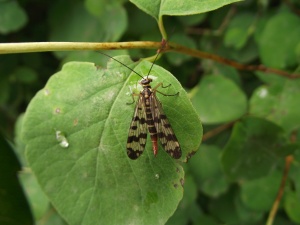Vabalo gyvenimas