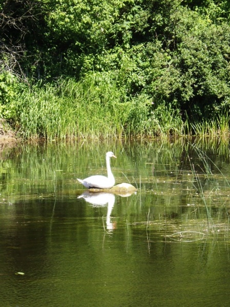 Vaizdas:Bjaurusis ančiukas pavirto gulbe 847.jpg