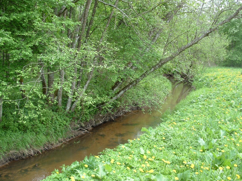 Vaizdas:F-maironyneDSCF0091.JPG