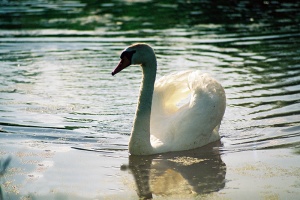 ©GytisTamašauskas2010LT53288