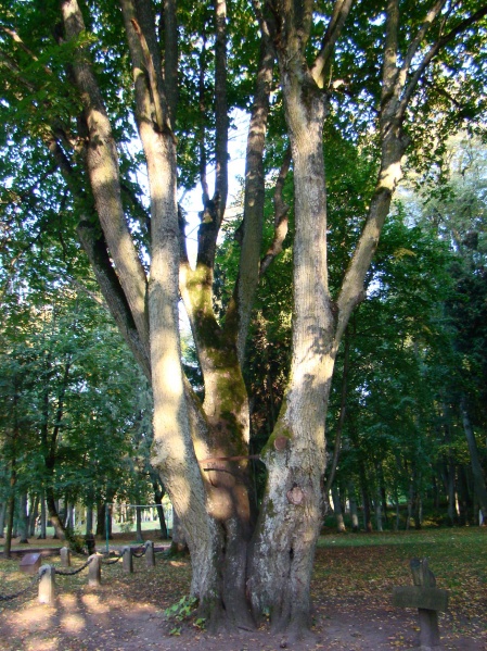 Vaizdas:Septynkamienė liepa Raudonėje 704.jpg