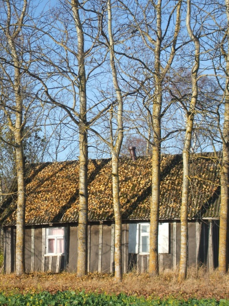 Vaizdas:Ruduo palangėje 681.jpg