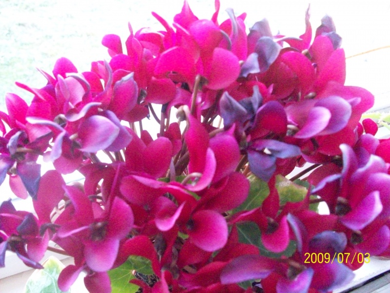 Vaizdas:100 0496 706.jpg