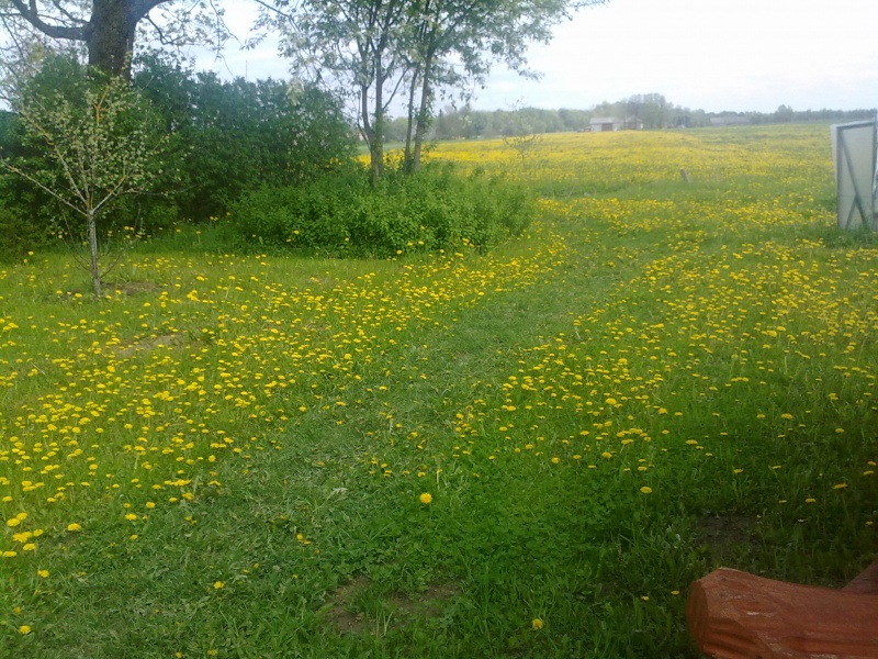 Vaizdas:Kiaulpienės 778.jpg