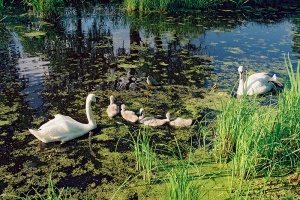 ©GytisTamašauskas2010LT53288