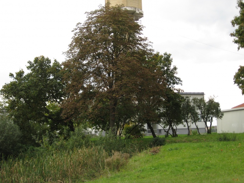 Vaizdas:Gelytės 542.jpg