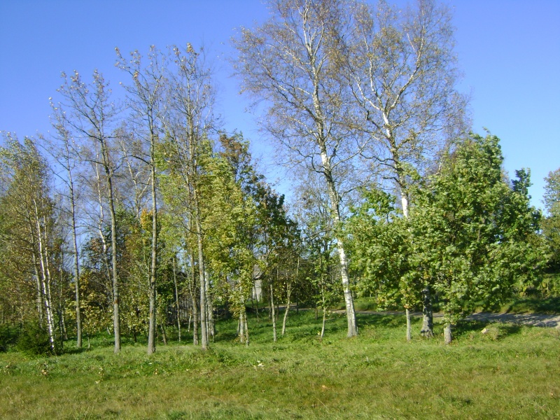 Vaizdas:Medžių grožybė 855.jpg