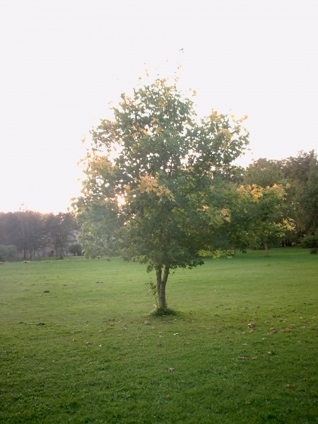Vaizdas:Medis 264.jpg