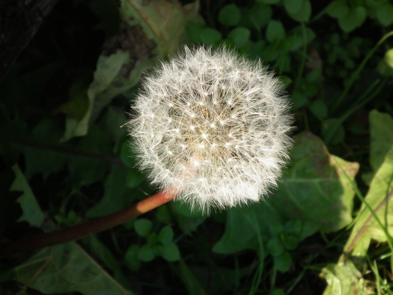 Vaizdas:Svelnus pukelis 441.jpg
