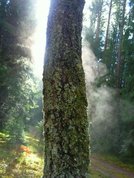 Vaizdas:Rudens ryto "kaitra" 264.jpg