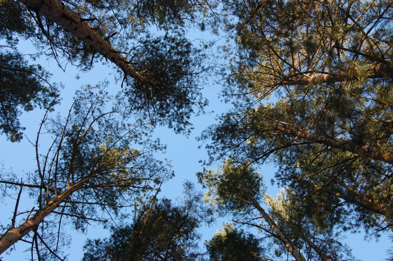 Vaizdas:Pušų liaunumas 575.jpg