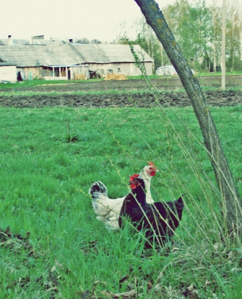 Vaizdas:Tarp Kuršėnų ir Pavenčių 316.jpg