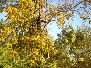 apžvalga