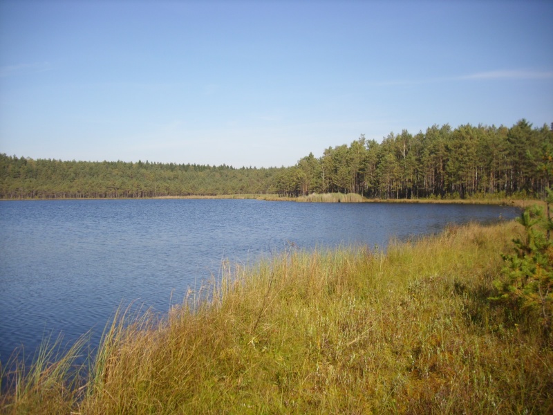 Vaizdas:Vasaros žydrynė 246.jpg