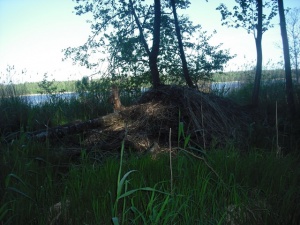 Bebrų buveinė. Plinkšės