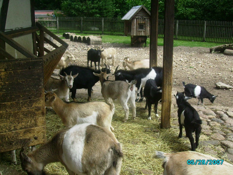 Vaizdas:Ožių komanda 485.jpg