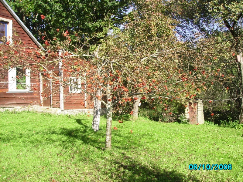 Vaizdas:Šermukšnio uogos 549.jpg