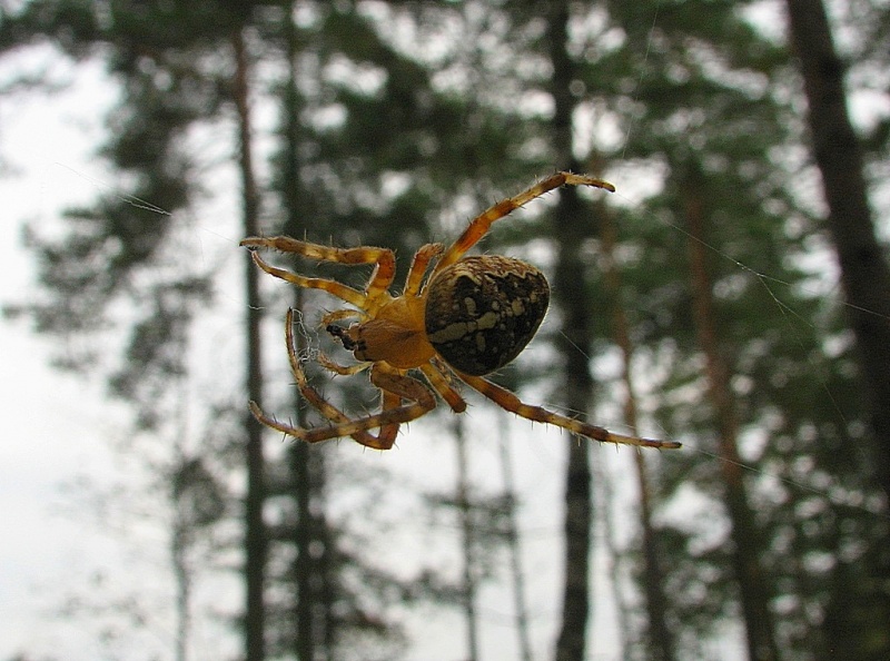 Vaizdas:Paprastasis kryžiuotis - Araneus diadematus... 523.jpg