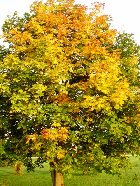 Vaizdas:Rudens liepsna 292.jpg