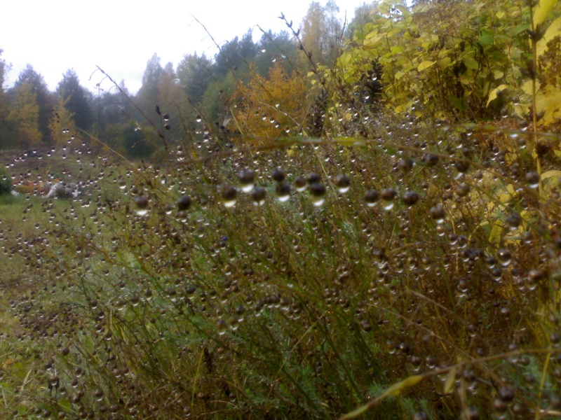 Vaizdas:Rudens karoliai 678.jpg