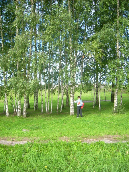 Vaizdas:Beržas lietuviškas beržas 2.jpg