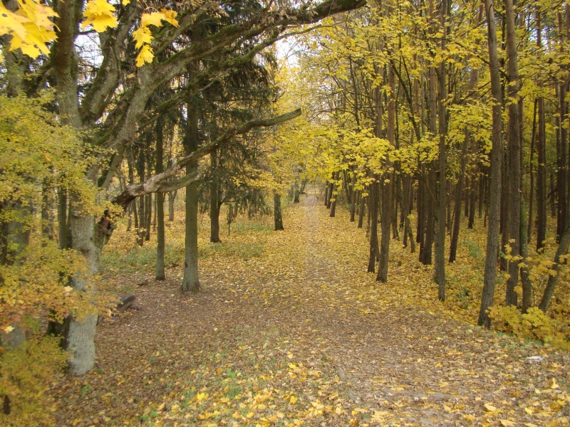 Vaizdas:Ruduo Šilutės parke 431.jpg