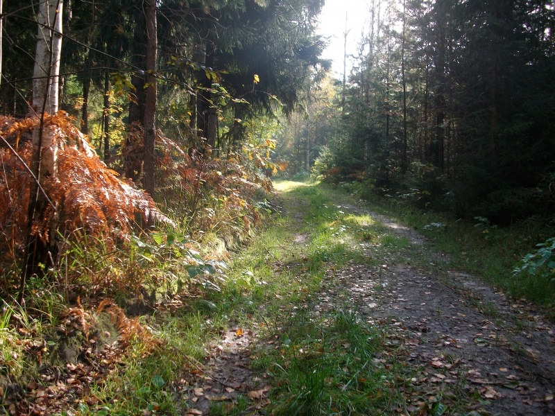 Vaizdas:Rudeninis miškas 725.jpg