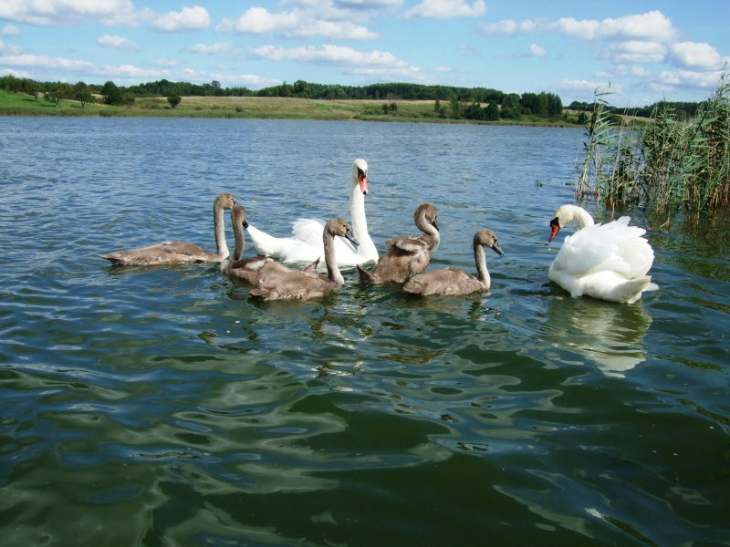 Vaizdas:Gulbių šeimynėlė 552.jpg
