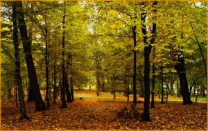 Jurbarko parke.