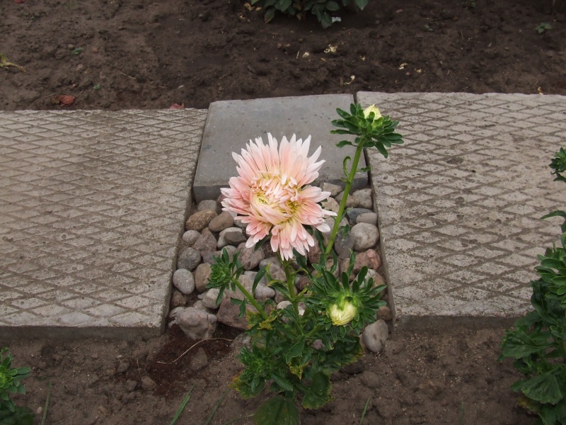 Vaizdas:Malda saulei 9 285.jpg