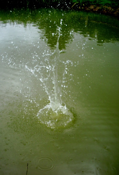 Vaizdas:Pavasario atodūsis 995.jpg