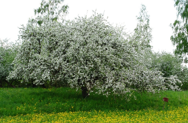 Vaizdas:Pavasaris žiedais išpuoštas 951.jpg