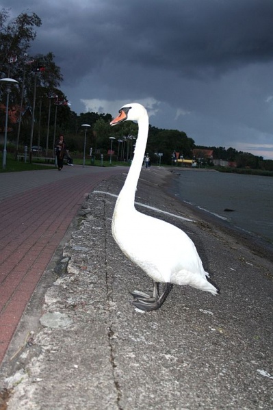 Vaizdas:Saulę palydėjus 645.jpg